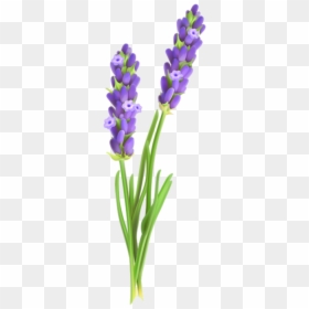 Lavender Clipart Lavender Flowers Transparent Background, HD Png Download - lavender flowers png