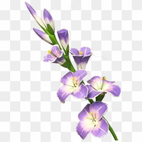 Gladiolus Png, Transparent Png - lavender flowers png