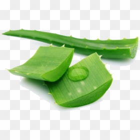 Aloe Png Pic - Aloe Vera Extract Png, Transparent Png - sabila png