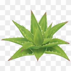Planta De Aloe Vera - ว่า น หางจระเข้ Png, Transparent Png - sabila png