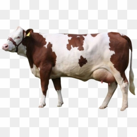 Simmental Cow Png, Transparent Png - vacas png