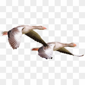 Goose Flying Png, Transparent Png - alto falante png