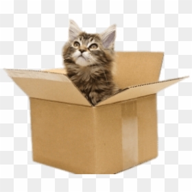 Cat In Box Png - Cat Is Under The Box, Transparent Png - cat images png
