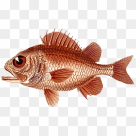 Transparent Bass Fishing Clipart - Nature Images Objects Png, Png Download - red snapper png
