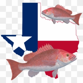 Clip Art Texas Flag Texas Shape, HD Png Download - red snapper png
