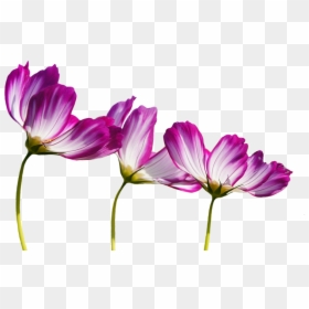 Transparent Burgundy Flowers Clipart - Kvety Png, Png Download - imagenes de flores png