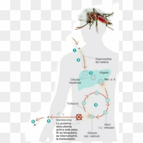 #123 - Ciclo De La Malaria Explicado, HD Png Download - higado png