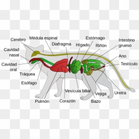 Scheme Cat Anatomy-es - Cat Anatomy, HD Png Download - higado png
