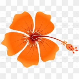 3698 X 2732 19, Hd Png Download , Png Download - Hawaiian Flower Orange Png, Transparent Png - certo png