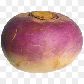 Turnip, HD Png Download - tulip tree png