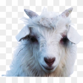 #animals  #freetoedit - Sheep, HD Png Download - goat eye png