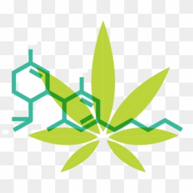 What Is Cannabis - Cannabidiol, HD Png Download - weed vector png
