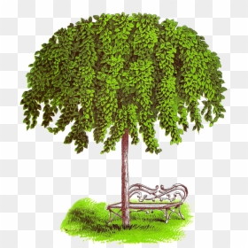 Candlenut Tree Clipart, HD Png Download - digital tree png
