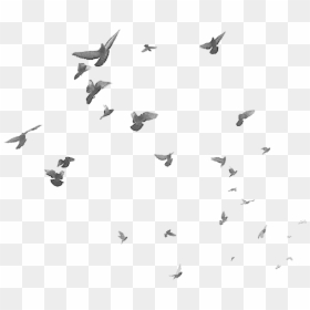 #bird #birds #dove #doves #terrieasterly - White Birds Png, Transparent Png - flock of doves png