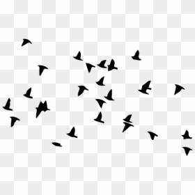 Bird Flight Flock Wall Decal Clip Art - Oiseaux En Vol Dessin, HD Png Download - flock of doves png