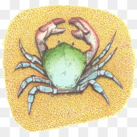 Sebastian - Rock Crab, HD Png Download - sebastian the crab png