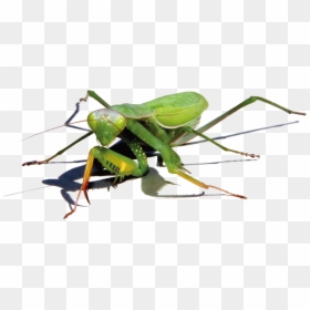 Mantis Png Image - Realistic Praying Mantis Drawings, Transparent Png - locust png