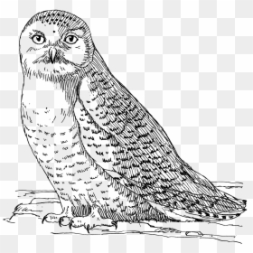 Owl 1558 - Snowy Owl Black And White, HD Png Download - owl .png