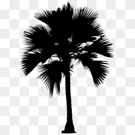 Asian Palmyra Palm Date Palm Silhouette Palm Trees - Borassus Flabellifer, HD Png Download - date palm tree png