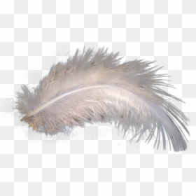 Wildlife, HD Png Download - feather png image
