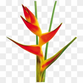 Heliconia Tropical Flower Transparent Art, HD Png Download - heliconia png