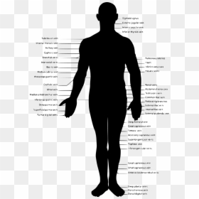 Human Body Outline Svg, HD Png Download - veins texture png