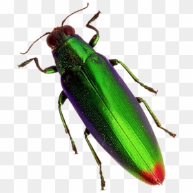 Beetle - Transparent Png Image Beetles, Png Download - dangerous png