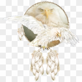 Bald Eagle, HD Png Download - white eagle png