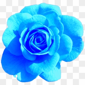 Blue Rose Aesthetic Tumblr Freetoedit - Rose Pink Png, Transparent Png - tumblr png