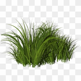Free Tall Grass Png - Tall Grass Png Transparent, Png Download - grass png