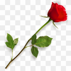 Rose Png Hd - Picsart Png Effect Download, Transparent Png - rose png