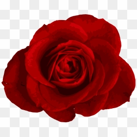 Transparent Background Roses Png, Png Download - rose png