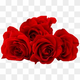 Red Rose Flower Png Image Free Download Searchpng - Good Morning Love Rose, Transparent Png - rose png