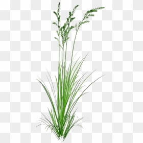 Green Beach Grass Png Transparent Image - Beach Grass Png, Png Download ...