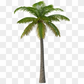Palm Tree Png Image - Martin Garrix Feat Macklemore And Patrick Stump Summer, Transparent Png - palm tree png