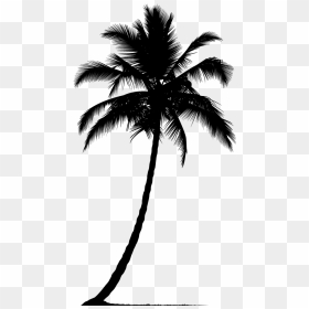 Arecaceae Silhouette Tree - Palm Tree Vector Silhouette Png, Transparent Png - palm tree png