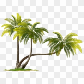Coconut Tree Png Download Image - Coconut Tree Images Png, Transparent Png - palm tree png