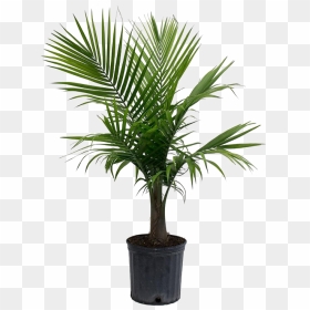 Palm Tree Png Picture - Palm Plant, Transparent Png - palm tree png
