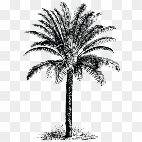Free Clipart Of A Palm Tree - Drawing Dates Palm Trees, HD Png Download - palm tree png