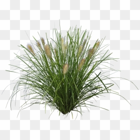 Grass Plant Cutout , Png Download - Pennisetum Alopecuroides Png, Transparent Png - grass png