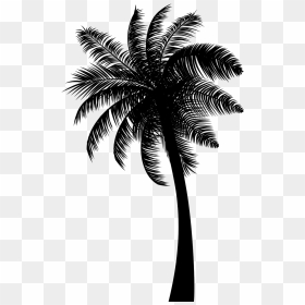 Black Coconut Tree Png Free Download - Black Coconut Tree Png, Transparent Png - palm tree png