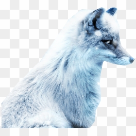 Arctic Snow Fox - Snow Fox Png, Transparent Png - snow png