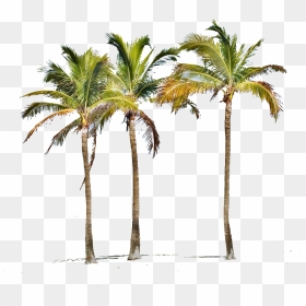 Miami Palm Tree Png, Transparent Png - palm tree png