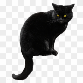 Black Cat Png File - Black Cat Png, Transparent Png - cat png