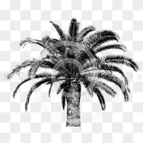 Retro Palm Tree Png - Palm Trees, Transparent Png - palm tree png