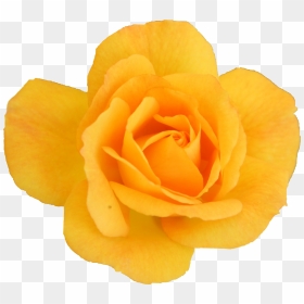 Garden Roses, HD Png Download - rose png