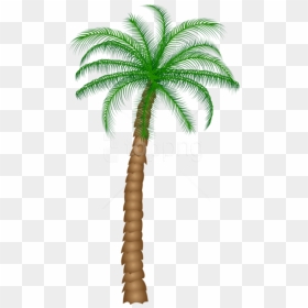 Free Png Download Palm Tree Png Images Background Png - Clipart Palm Tree Png, Transparent Png - palm tree png