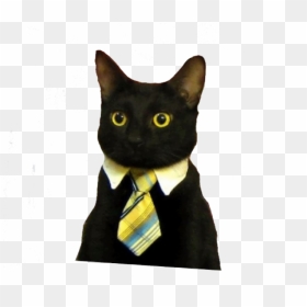 Transparent Business Cat, HD Png Download - cat png
