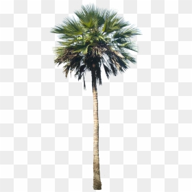 Tall Artificial Palm Tree, HD Png Download - palm tree png