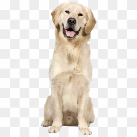 Golden Retriever Dog Png Image - White Golden Retriever Png, Transparent Png - dog png